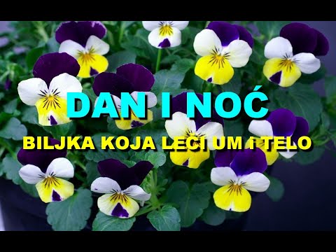 DAN I NOĆ - BILJKA KOJA LEČI UM i TELO