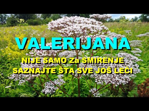 VALERIJANA NIJE SAMO Za SMIRENJE - SAZNAJTE ŠTA SVE JOŠ LEČI