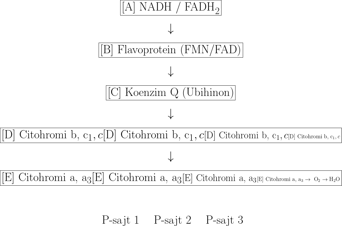  \[ \Huge \renewcommand{\arraystretch}{1.5} \begin{array}{c} \boxed{\text{[A] NADH / FADH}_2} \\ \downarrow \\ \boxed{\text{[B] Flavoprotein (FMN/FAD)}} \\ \downarrow \\ \boxed{\text{[C] Koenzim Q (Ubihinon)}} \\ \downarrow \\ \boxed{\text{[D] Citohromi b, c_1, c}} \\ \downarrow \\ \boxed{\text{[E] Citohromi a, a_3} \rightarrow \text{ O}_2 \rightarrow \text{H}_2\text{O}} \\ \\ \text{★ P-sajt 1} \quad \text{★ P-sajt 2} \quad \text{★ P-sajt 3} \end{array} \] 
