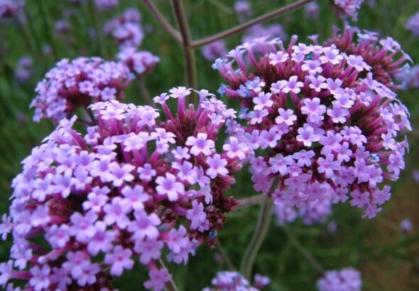 verbena lekovita biljka
