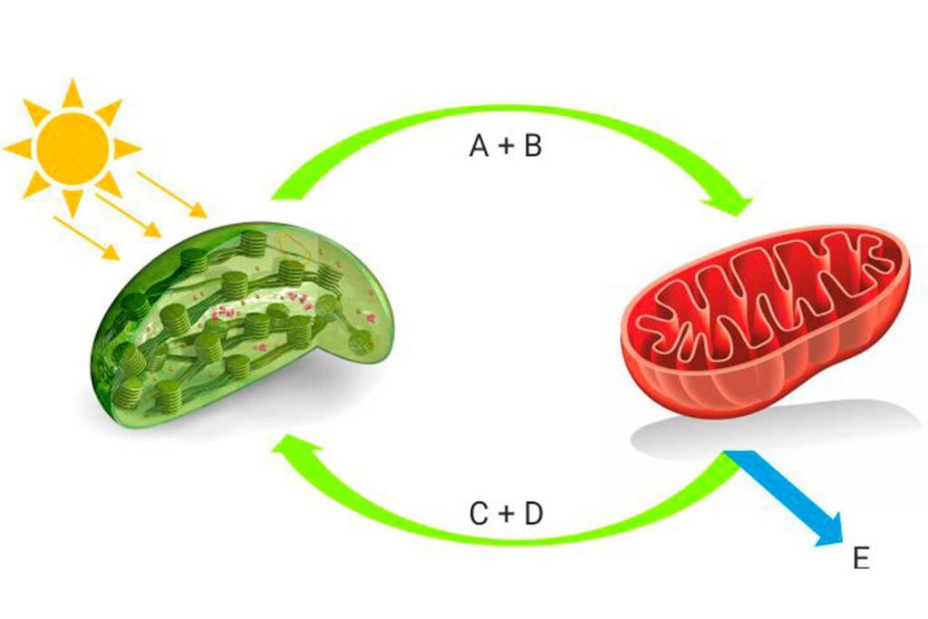 bioloske oksidacije i celijsko disanje