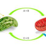 bioloske oksidacije i celijsko disanje