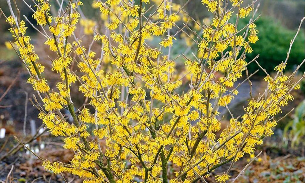 Hamamelis u sluzbi prirodnog lecenja