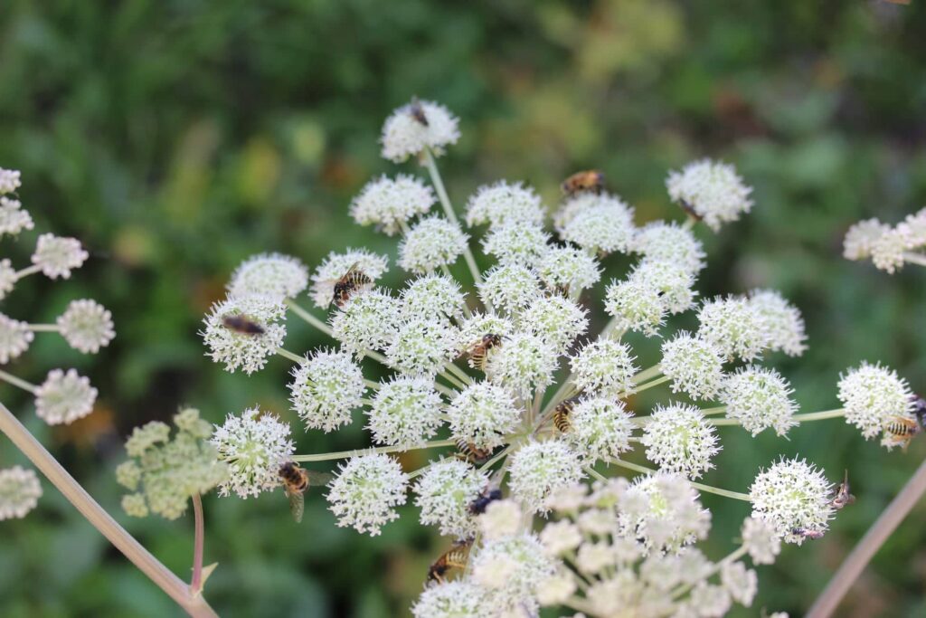 Andjelika u prirodnoj medicini