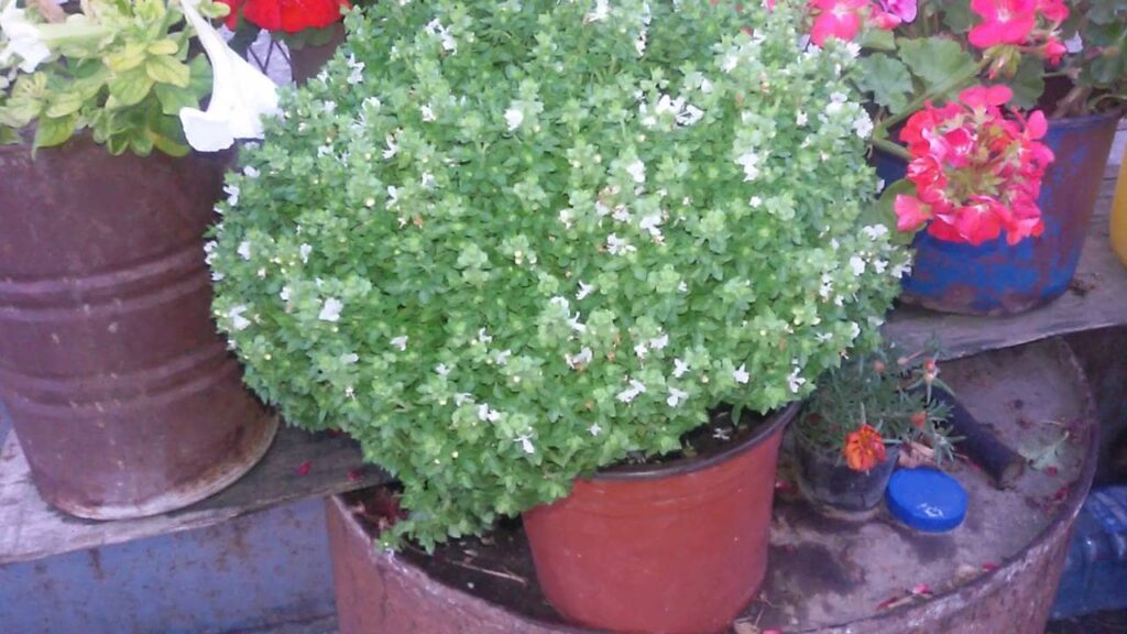 bosiljak prirodni lek