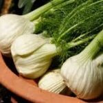 Kako koristiti komorac za zdravlje Otkrijte kako koristiti komorac za zdravlje i vitalnost: priprema caja, recepti sa svezim komoracem, saveti za mrsavljenje i poboljsanje probave. Купите витамине и суплементе Komorac uspeva skoro na svim zemljistima , ali najbolje na dubokim , plodnim i rastresitim zemljistima neutralne do slabo alkalne reakcije . Na istom zemljistu ostaj od 3 do 5 godina . Razmnozava se iz semena . Seje se sejalicama , krajem marta ili pocetkom aprila . Korov se unistava mehanicki ili hemijski . Bolesti i stetocine se preventivno sprecavaju tinkturom koprive i rastavica ili primenom hemijskih sredstava . Zanje se kombajnom , kada 70 % plodova dobije sivo – mrku boju . Plodovi se dosusuju da vlaga bude ispod 10% . Komorac (morac, janez, divlja mirodjija, slatki anis, koromac) se upotrebljava ponajvise kao zacin. Ima dubok, snazan i razgranat vretenasti koren. U vegetativnoj fazi stabljika mu je skracena i obavijena rukavcima. Cvetna stabljika naraste do 150 cm, a na vrhu nosi cvet. Cvetovi su zuto-zelene boje, a u 1 g moze biti 150 izduzenih rebrastih semena. Postoje tri varijeteta F. v. var. vulgare – divlji komorac, F. v. var. dulce – gaji se kao zacinska i lekovita biljka kao i F. v. var. azoricum – koristi se za povrce. U kontinentalnom podrucju komorac se gaji kao jesenja kultura, a samo neznatno kao prolecna kultura. Agroekoloski uslovi gajenja komoraca Temperatura Minimalna temperatura za klijanje iznosi 2 – 5 °C, a optimalna 20 °C. U povoljnim uslovima od setve do nicanja prodje 8 – 10 dana. Za vegetativni rast optimalne su temperature 16 – 18 °C, a biljka moze podneti niske temperature do – 4 °C. Voda Vlaznost je komoracu najpotrebnija u vreme klijanja i vlatanja. Zemljiste Visoke prinose daje na rastresitim, humusom bogatim zemljistima, kao na cernozemu, smedjim lesiviranim zemljistima i crnici. Biljka komorac kao lek Komorac (lat. Foeniculum vulgare) je veoma vazna lekovita, aromaticna, zacinska, medonosna, hranljiva i industrijska biljka. Zbog toga se uzgaja na velikim povrsinama u svim toplim zemljama. Upotreba komoraca i njegovog mirisnog etericnog ulja veoma je cesta i raznovrsna. Daje se plod komoraca ili u mesavini sa drugim lekovitim biljem slicnog dejstva, najvise za lecenje organa za varenje i disanje. Svojim veoma prijatnim mirisom i slatkim ukusom komorac pre svega sluzi da popravi neugodni miris i ukus drugih lekova. Gotovo svi cajevi i slicni lekovi koji se upotrebljavaju protiv nadimanja i drugih tegoba, nastalih od nagomilavanja gasova u crevima, sadrze kao glavni i obavezni sastojak komorac. Isto tako, u manjoj ili vecoj kolicini, komorac sadrze i lekovi koji olaksavaju iskasljavanje nagomilane sluzi u organima za disanje, koja toliko smeta pusacima i osobama koje boluju od raznih hronicnih bolesti disajnih puteva. Razne bombone, pastile, lekovi, gume za zvakanje i druga sredstva za otklanjanje neprijatnog zadaha iz usta, takodje sadrze komorac, a umesto komoraca moze se upotrebiti i njegovo etericno ulje. Komorac ima veliku profilakticku moc. Glavni sastojak svih delova komoraca jeste etericno ulje, a ono je glavni nosilac prijatnog karakteristicnog mirisa, slatkog ukusa i velike antisepticke moci. Otuda sve cesca upotreba raznih preparata kao preventivne mere za vreme zaraznih bolesti koje se prenose putem organa za disanje. Zivot u zagadjenoj, zagusljivoj atmosferi velikih industrijskih centara i velikih gradova uopste, iziskuje razna neskodljiva sredstva koja ce koliko-toliko ublaziti stetne uticaje. U gradskom prevozu, i uopste u svim krugovima gde se krecu velike ljudske mase, coveku preti opasnost od zaraze. Etericno ulje komoraca jedan je od sastojaka koji u ovom slucaju igra vaznu ulogu. Mnogi farmaceutski preparati za jacanje apetita sadrze komorac, najcesce u kombinaciji sa drugim lekovitim biljem. Takvi se lekovi uzimaju samo pre jela da bi izazvali povecano lucenje pljuvacke i zeludacnog soka, i potpuniju probavu hrane. Zasto se preporucuje upotreba komoraca? komorac gajenje i lekovitost Kod nas je upotreba komoraca neznatna. To je uglavnom zbog neobavestenosti. Kod nas mozemo uzgajati velike kolicine komoraca. To pokazuje i cinjenica da komorac raste u divljini u mnogim nasim krajevima. Upotreba komoraca preko je potrebna, jer mi jos uvek konzumiramo dosta pasulja, i druge kabaste hrane s mnogo celuloze koja se tesko vari, pa zato izaziva ne male tegobe u organima za varenje. To je narocito neugodno za trudnice, bolesnike koji moraju dosta vremena da leze, za decu, za osobe koje dosta putuju i za osetljive osobe. Dovoljno je pred kraj kuvanja staviti jednu kasicicu ploda komoraca u posudu u kojoj se priprema rucak za celu porodicu, pa da se dobije hrana koja je ne samo ukusna i zdrava, nego koja se i lako vari. Zato bi svaka kuca u svom dvoristu trebalo imati malu bastu gde ce uzgajati komorac. Komorac se daje maloj deci koja boluju od stomaka, jer otklanja grceve u stomaku. Dojilje koje nemaju dovoljno mleka treba da uzimaju komorac, jer on pojacava lucenje mleka. Razne kapi za oci i preparati za ispiranje ociju koji se pripremaju u apoteci takodje sadrze komorac. Najvise komoraca koristi se u destilerijama za izradu etericnog ulja, jer se ono dosta trosi u proizvodnji likera, bombona i drugih poslastica. Uljane pogace, koje ostanu posle vadjenja etericnog ulja iz komoraca, veoma su jaka stocna hrana, jer sadrze dosta belancevina i masti, a to su sastojci koji nekada nedostaju u ishrani stoke. U apotekama mozete pronaci sledece proizvode od ploda komoraca: 1. Prasak: uzima se 1-4g dnevno, u zavisnosti od uzrasta. 2. 10% alkoholna tinkura: izradjuje se po propisima. Uzima se 2-3 kasike dnevno u casi vode posle jela. 3. Etericno ulje: 1-3 kapi na kocku secera, s malo vode, posle jela. 4. Sirup: izradjuje se u apoteci i uzima se 10-20g tri puta dnevno posle jela. Caj od komoraca 1. caj: 2-3g tucanog ploda komoraca preliti sa 200-300ml kljucale vode, poklopiti, posle 2h procediti i piti umesto vode. Ovaj caj posebno je koristan dojiljama koje nemaju dovoljno mleka. 2. Caj protiv zatvora i nadimanja: 1g komoraca, 1g anisa, 1g cveta zove, 2g lista sene, sve pomesati i preliti sa 200ml kljucale vode. Posle 2h procediti i odmah popiti. 3. Caj za apetit: po 1g komoraca, lincure i kicice pomesati i preliti sa 200ml kljucale vode. Posle 2h procediti i piti pola sata pre jela. Odrzavanje telesnih funkcija Kalijum kojeg u komoracu ima u poprilicnim kolicinama je od velike vaznosti za mnoge funkcije organizma. Kalijum pomaze u aktiviranju vaznih enzima u ugljenim hidratima i proteinima. On je veoma vazan i kad je u pitanju odrzavanje balansa telesnih tecnosti sto je veoma znacajno za ispravnu kontrakciju misicai rad bubrega. Solja svezeg komoraca sadrzi 360 mg kalijuma. Prevencija za kancerogena oboljenja i upale Istrazivanja su pokazala da komorac sadrzi supstance povezane sa smanjenjem upalnih procesa u telu i rizika od kancerogenih oboljenja. Komponenta anetol koja je zaduzena za prepoznatljivu aromu i ukus komoraca dokazano blokira upale i kancerogene. Iako upale u pojedinim slucajevima stite organizam od ostecenja i bolesti posebno kad su u pitanju povrede, dugotrajne, hronicne upale mogu biti stetne pa cak i smrtonosne za nas organizam.