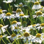 kamilica za sta je dobra