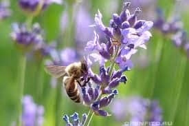 lavanda u narodnoj medicini