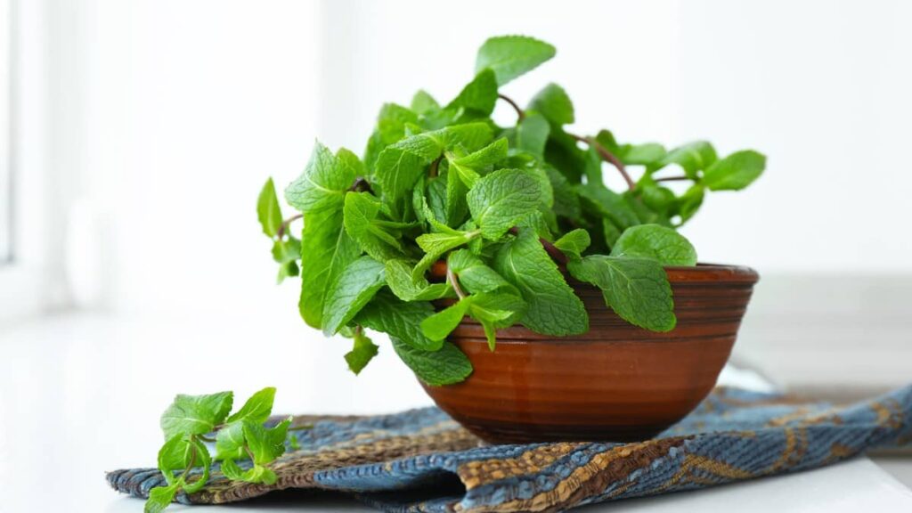 maticnjak mellissa oficinaliss