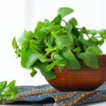 maticnjak mellissa oficinaliss