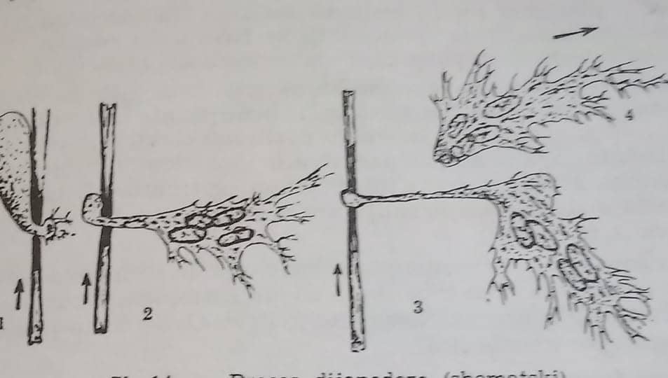sematski proces dijapedeze
