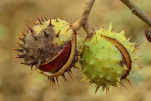 divlji kesten kao lek