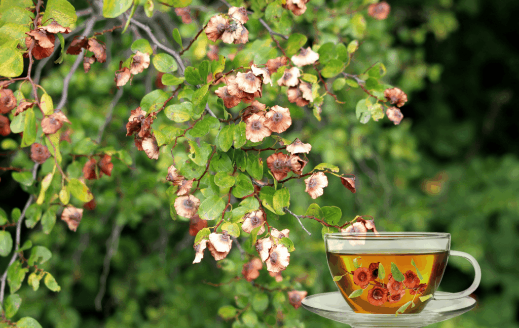 Draca zdravstvene koristi