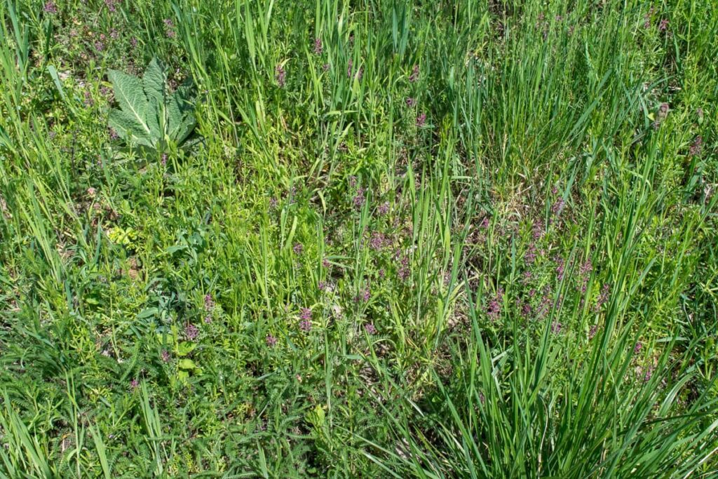 Detailed analysis of medicinal properties