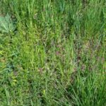 Detailed analysis of medicinal properties