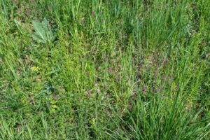 Detailed analysis of medicinal properties