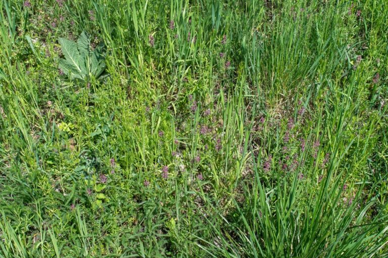 Detailed analysis of medicinal properties