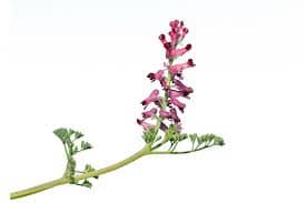 Fumitory medicinal properties