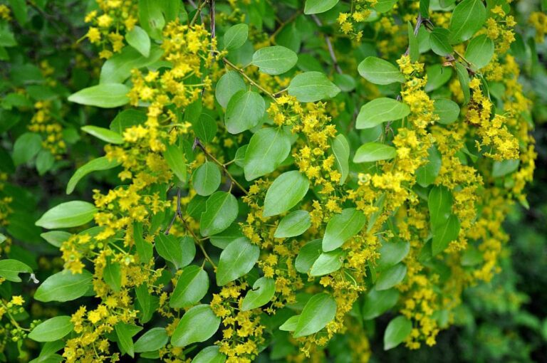 draca lekovita biljka