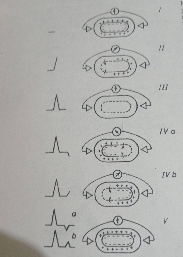 sta su bioelektricne pojave u srcu 