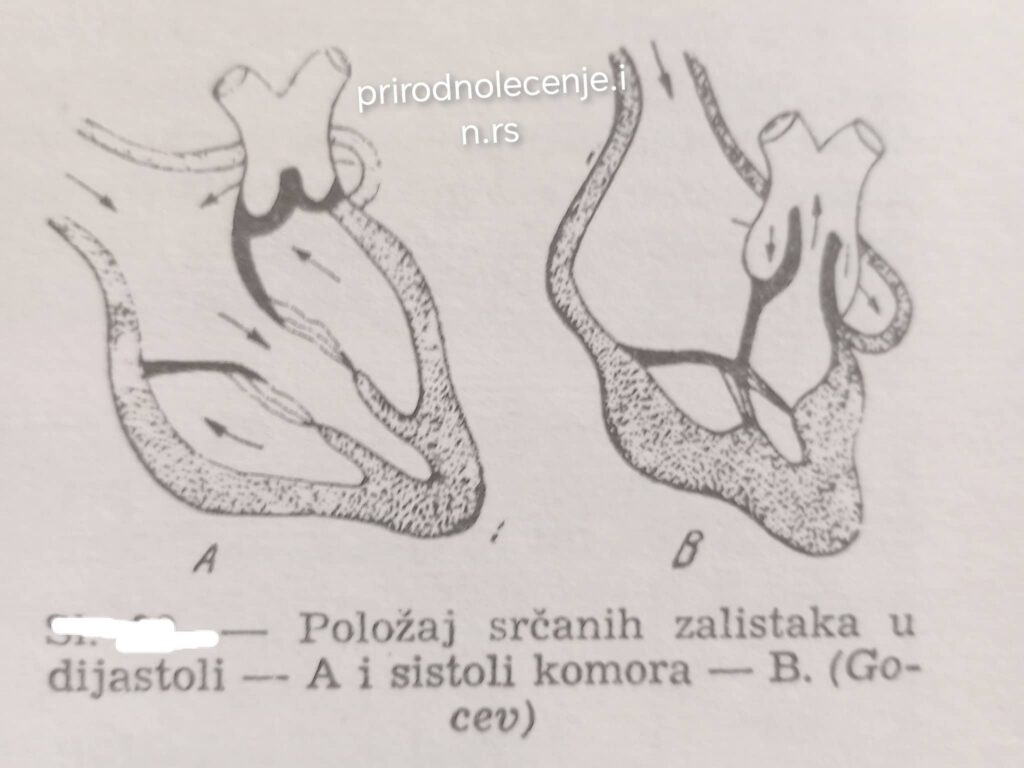 mehanicke promene miokarda i funkcija srcanih zalistaka 